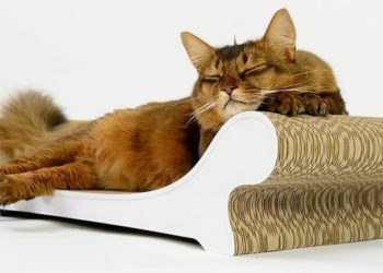 Comment faire aimer le griffoir à chat ?