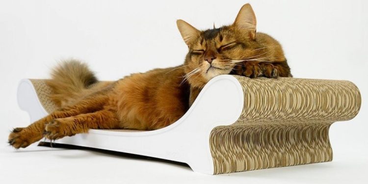 Comment faire aimer le griffoir à chat ?