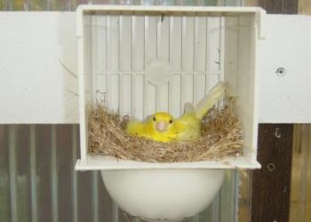 Comment faire un nid pour des Canaris ?