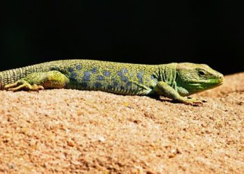 Est-ce que le lézard Porte-bonheur ?