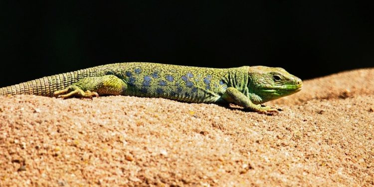 Est-ce que le lézard Porte-bonheur ?
