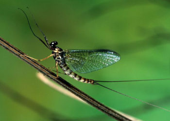 Quel insecte vit 24h ?