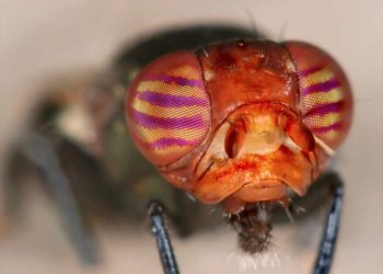 Pourquoi les mouches se posent sur les humains ?