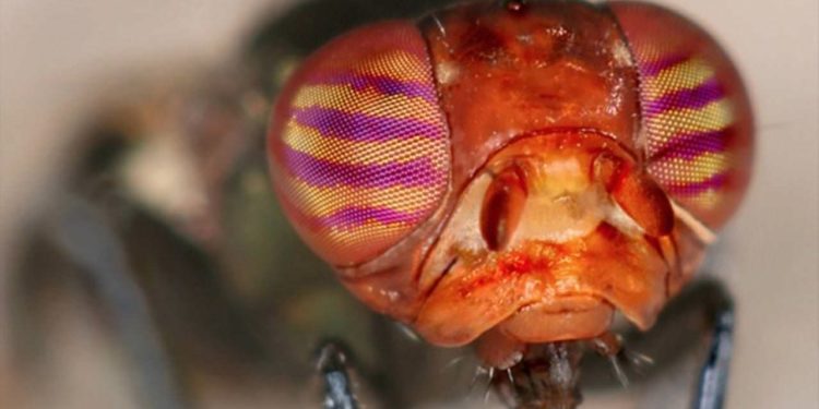 Pourquoi les mouches se posent sur les humains ?