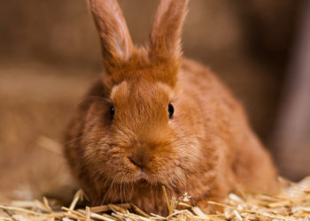 Comment avoir un lapin domestique ?