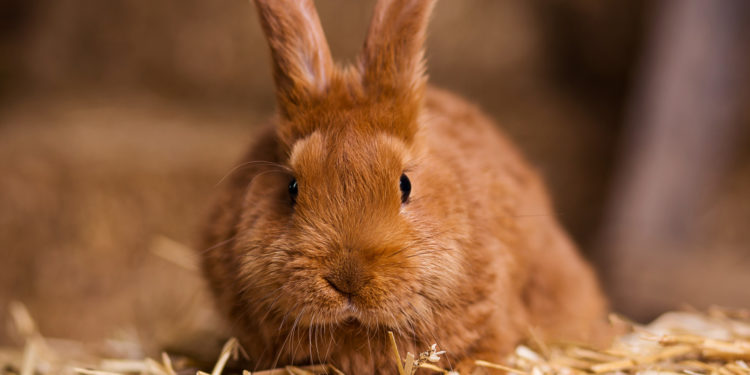 Comment avoir un lapin domestique ?