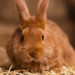Comment avoir un lapin domestique ?