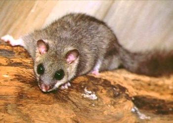 Comment se débarrasser des loirs naturellement ?