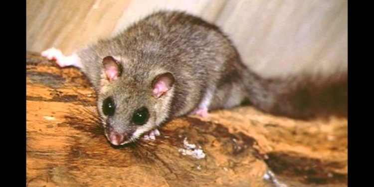 Comment se débarrasser des loirs naturellement ?