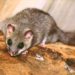 Comment se débarrasser des loirs naturellement ?