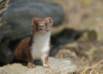 Comment se débarrasser d'une fouine dans le grenier ?