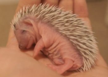 Qu'est-ce qui peut tuer un hérisson ?