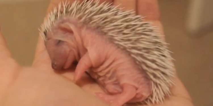 Qu'est-ce qui peut tuer un hérisson ?