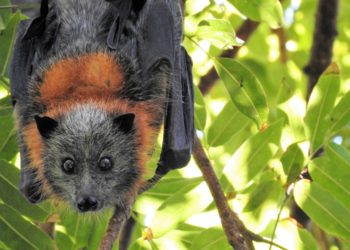 Pourquoi les Chauves-souris sortent le jour ?