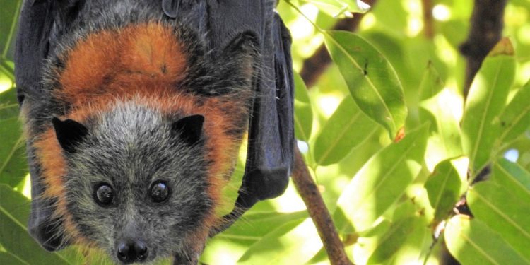 Pourquoi les Chauves-souris sortent le jour ?