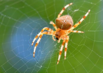 Quelles sont les araignées qui piquent en France ?