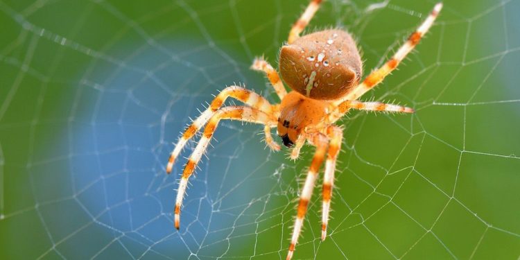 Quelles sont les araignées qui piquent en France ?