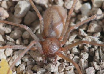 Comment reconnaître la recluse brune ?