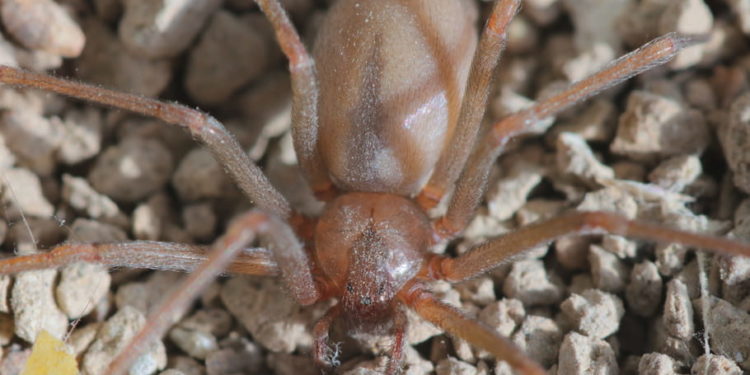 Comment reconnaître la recluse brune ?