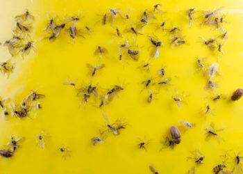 Comment se débarrasser des mouches et moucherons ?