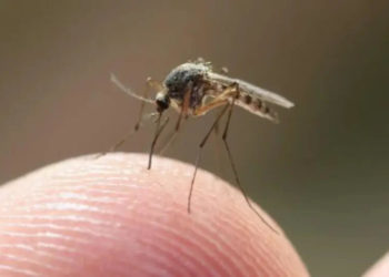Quand un moustique pique il meurt ?
