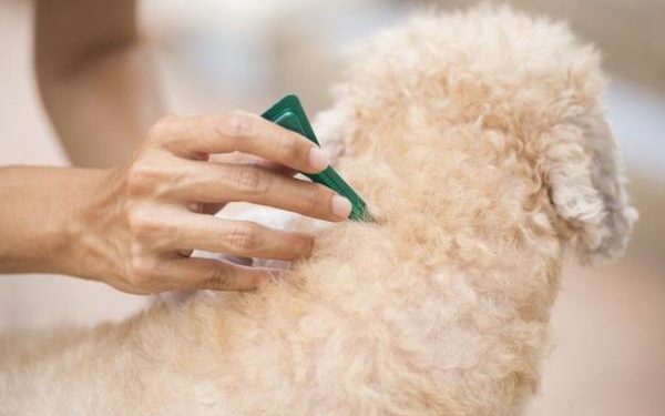 Comment se débarrasser des tiques dans le jardin ?