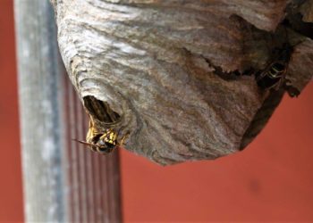 Comment savoir si on a un nid d'araignée ?