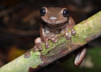 Comment vit la grenouille en été ?