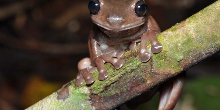 Comment vit la grenouille en été ?
