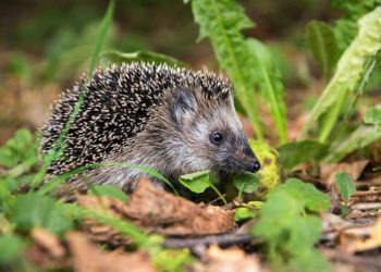 Pourquoi j'ai des hérissons dans mon jardin ?