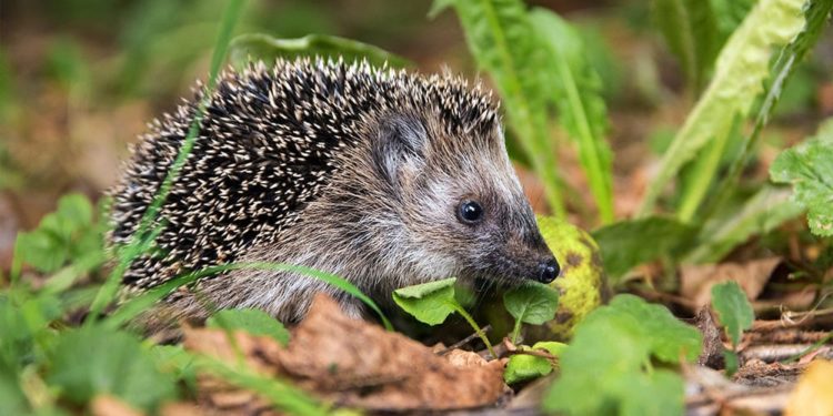 Pourquoi j'ai des hérissons dans mon jardin ?