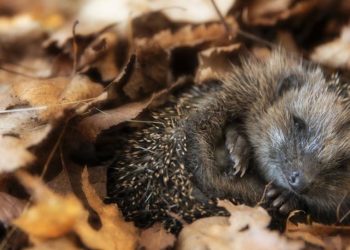 Comment garder un hérisson chez soi ?