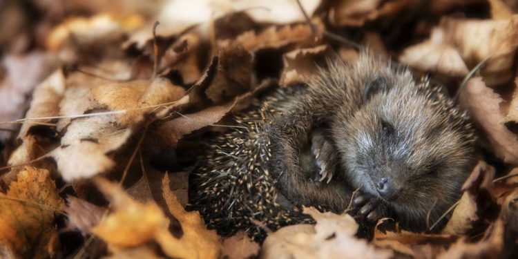 Comment garder un hérisson chez soi ?