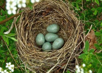 Où les merles Font-ils leurs nids ?