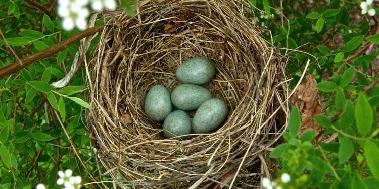 Où les merles Font-ils leurs nids ?