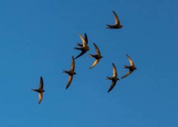 Pourquoi les martinets ne se posent jamais ?