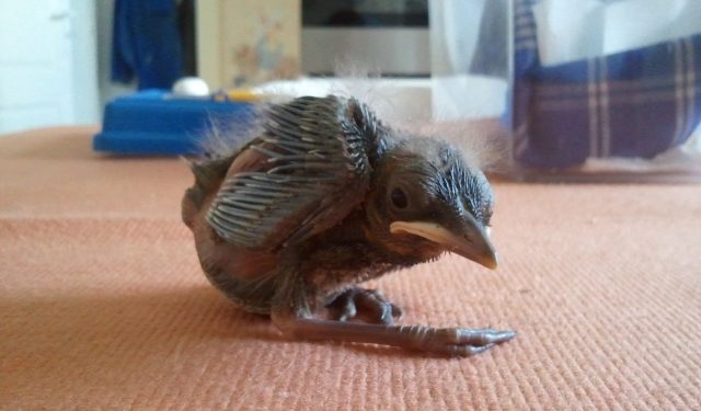 Qu'est-ce que mange un bébé merle ?