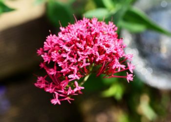 Comment prendre de la valériane ?