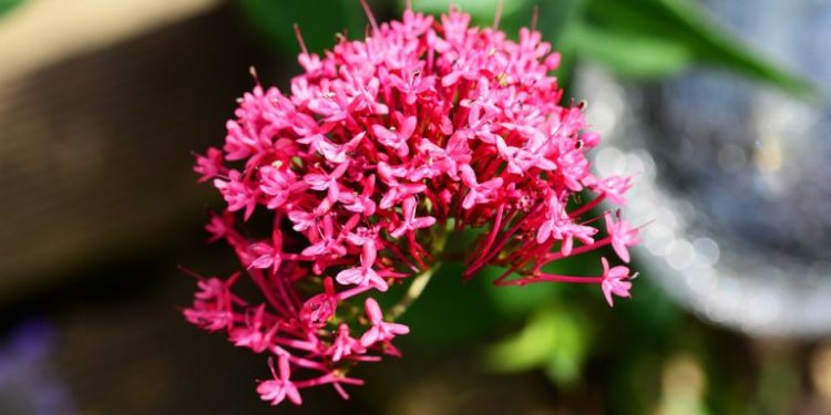 Comment prendre de la valériane ?