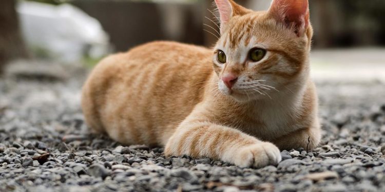 Comment adopter un chat Munchkin ?