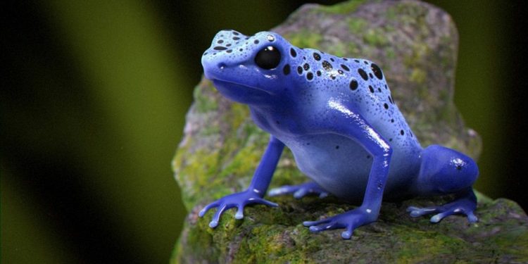 Quel est l'animal le plus dangereux de la forêt ?