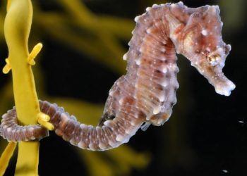 Qui mange les hippocampes ?