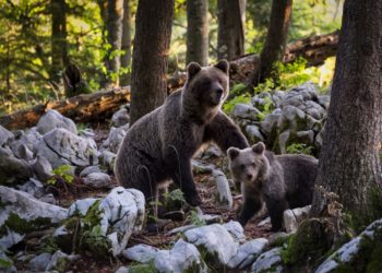 Quels sont les animaux qui vivent dans la forêt ?