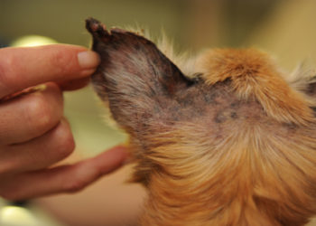 Quel est le vecteur de la leishmaniose ?