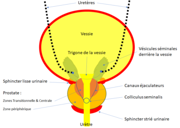 Où se développe l'œuf chez la fourmi ?