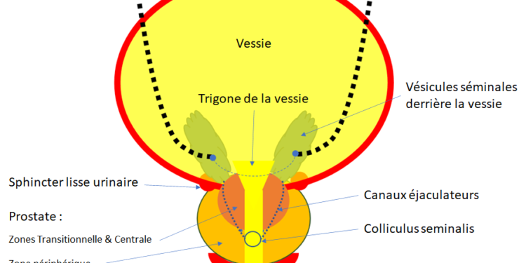 Où se développe l'œuf chez la fourmi ?