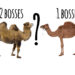 Pourquoi les chameaux ont deux bosses blague ?