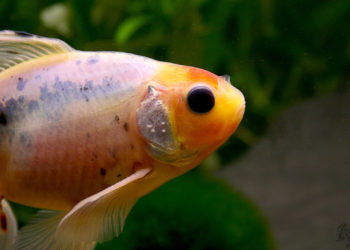 Comment savoir si y a du poisson ?