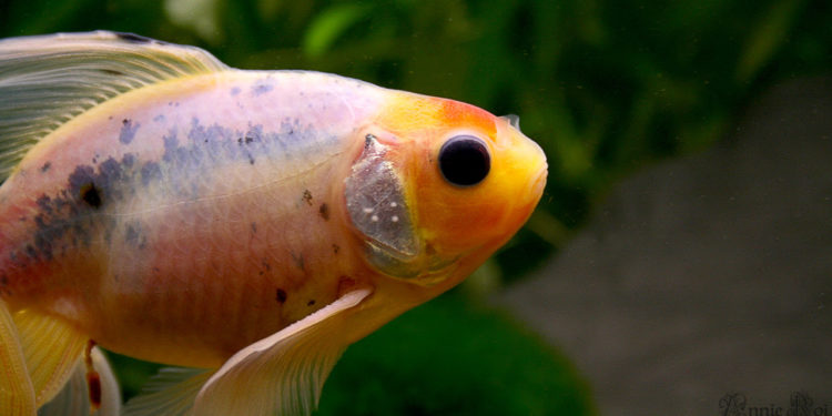 Comment savoir si y a du poisson ?