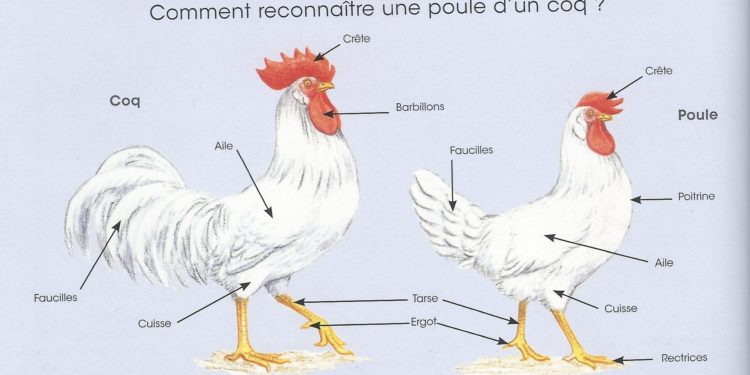 Comment reconnaître un coq d'une poule à 3 mois ?